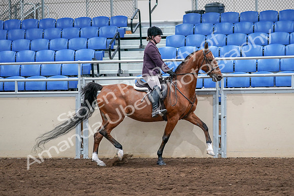 2020 - AB Morgan Horse - Sat, Sept 05 - 03224