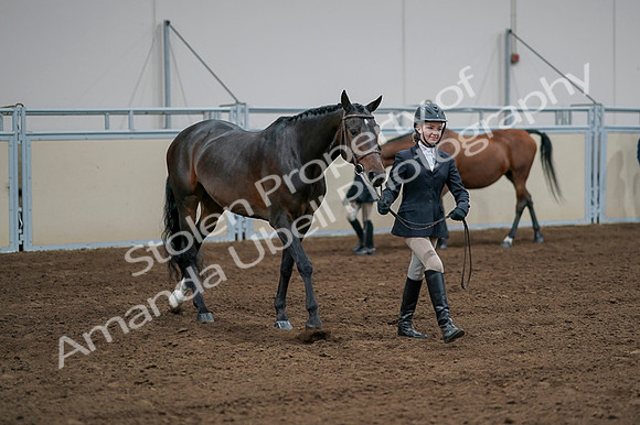 2020 - AB Morgan Horse - Fri, Sept 04 - 00818