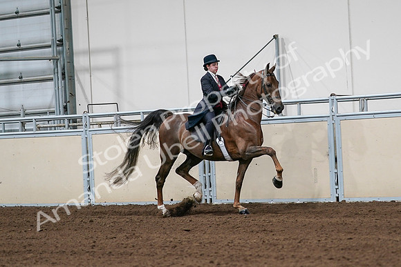 2020 - AB Morgan Horse - Sat, Sept 05 - 06357