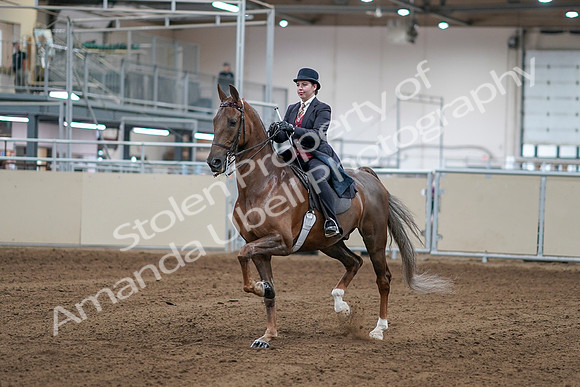 2020 - AB Morgan Horse - Sat, Sept 05 - 06043