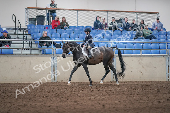 2019 Morgan Horse Show - Aug 31, 2019 - 19499