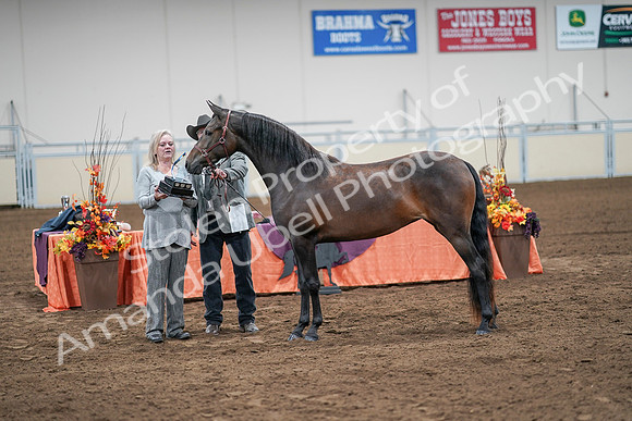2020 - AB Morgan Horse - Sat, Sept 05 - 00304