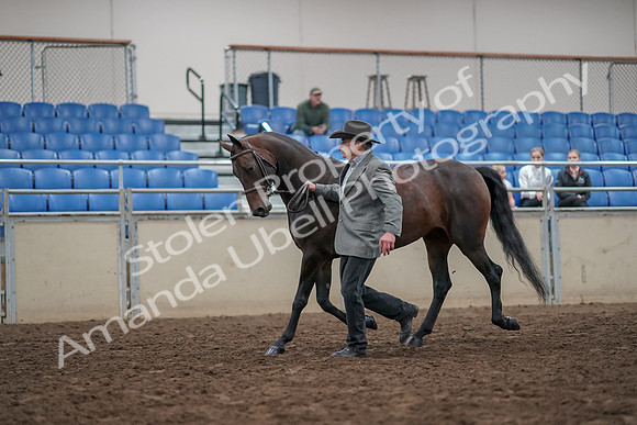 2019 Morgan Horse Show - Aug 31, 2019 - 03685