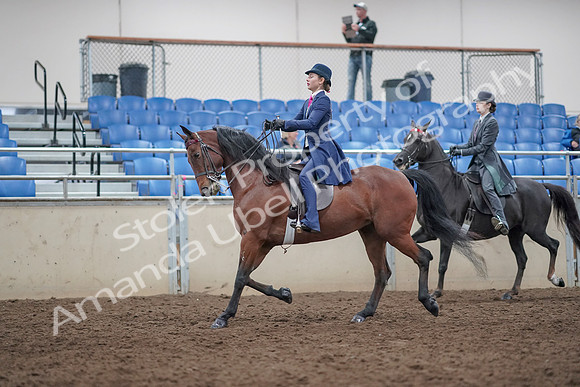 2019 Morgan Horse Show - Aug 31, 2019 - 09368