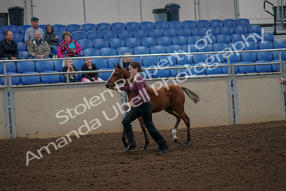 2019 Morgan Horse Show - Aug 30, 2019 - 24694