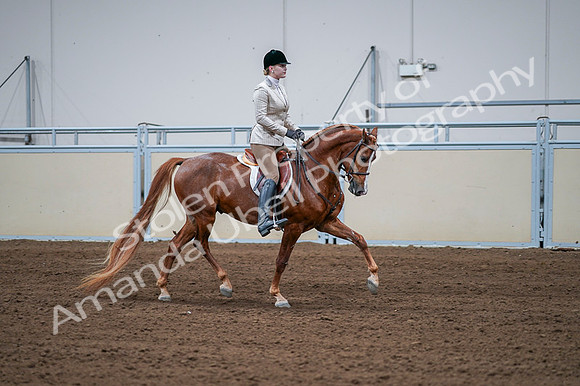 2020 - AB Morgan Horse - Fri, Sept 04 - 01831
