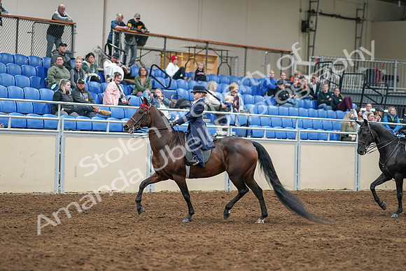 2020 - AB Morgan Horse - Sun, Sept 06 - 07915