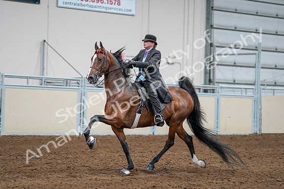 2020 - AB Morgan Horse - Sat, Sept 05 - 13169