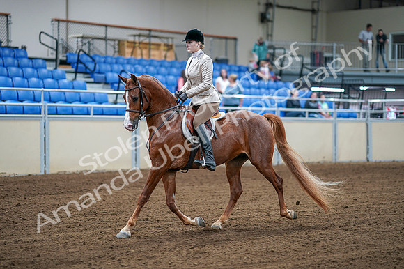 2020 - AB Morgan Horse - Fri, Sept 04 - 01516