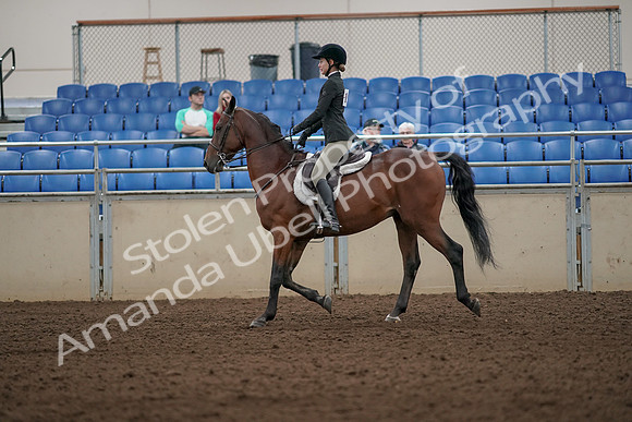 2019 Morgan Horse Show - Aug 31, 2019 - 04830