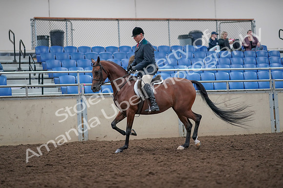2019 Morgan Horse Show - Aug 31, 2019 - 14814