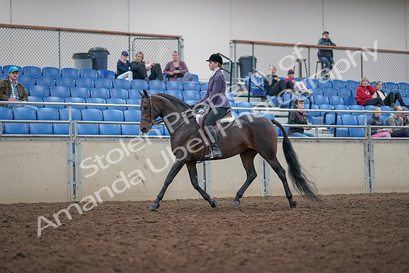 2019 Morgan Horse Show - Aug 31, 2019 - 14785