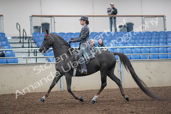 2019 Morgan Horse Show - Aug 31, 2019 - 09280