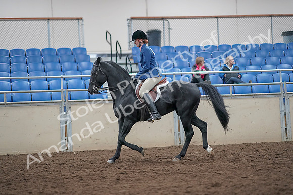 2019 Morgan Horse Show - Aug 31, 2019 - 16574