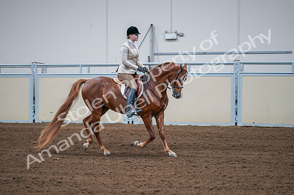 2020 - AB Morgan Horse - Fri, Sept 04 - 01834