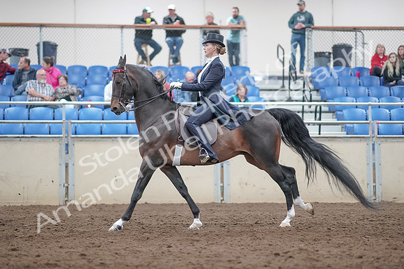 2019 Morgan Horse Show - Aug 31, 2019 - 20582