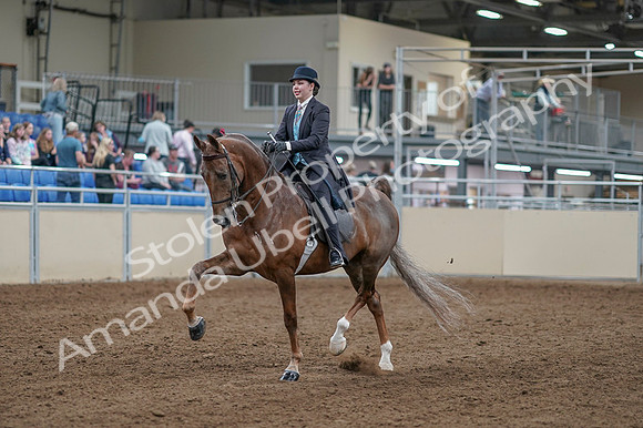 2020 - AB Morgan Horse - Fri, Sept 04 - 11080