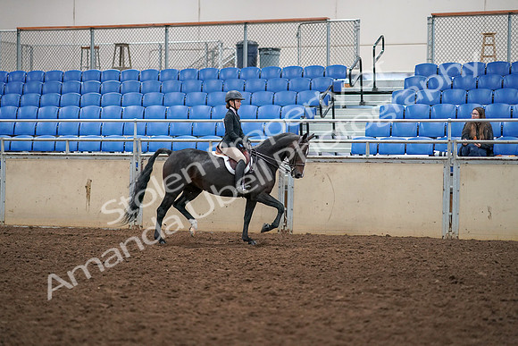 2019 Morgan Horse Show - Aug 30, 2019 - 12444