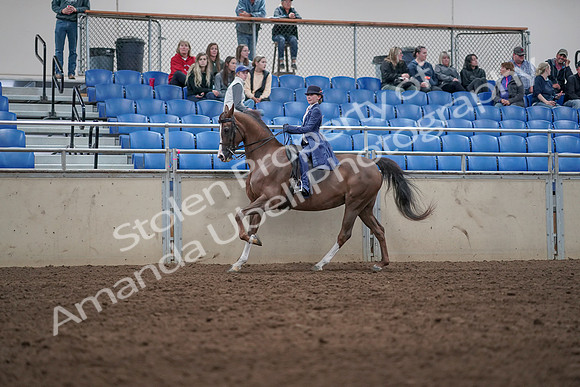 2019 Morgan Horse Show - Aug 31, 2019 - 20629