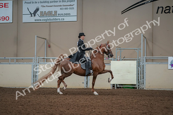 2019 Morgan Horse Show - Aug 30, 2019 - 25287