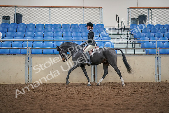 2019 Morgan Horse Show - Aug 30, 2019 - 23117