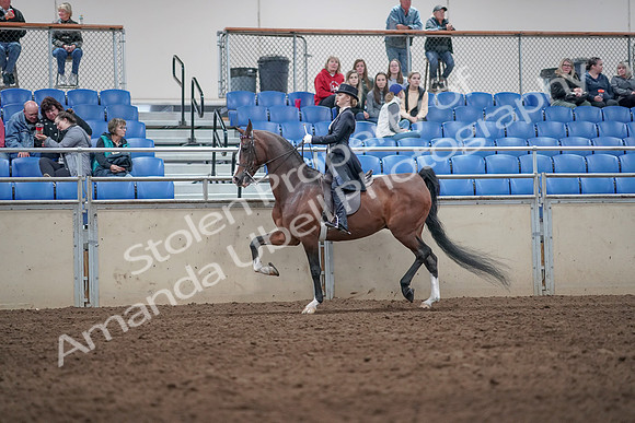 2019 Morgan Horse Show - Aug 31, 2019 - 20489