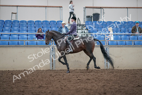 2019 Morgan Horse Show - Aug 31, 2019 - 15053