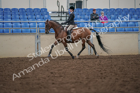 2019 Morgan Horse Show - Aug 30, 2019 - 20361