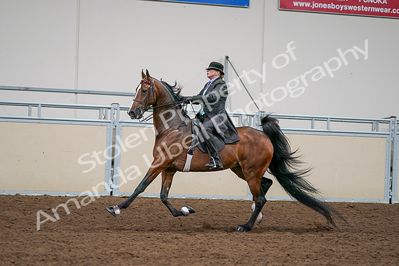2020 - AB Morgan Horse - Sat, Sept 05 - 13006
