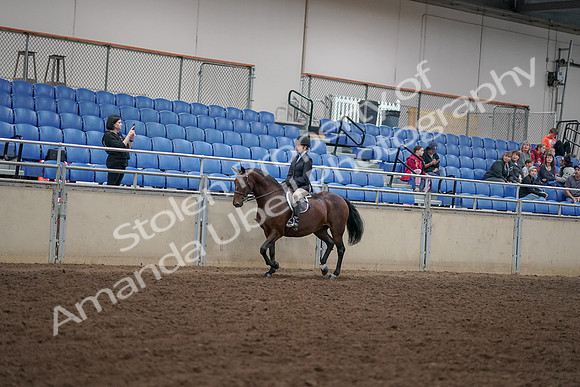 2019 Morgan Horse Show - Aug 30, 2019 - 12660