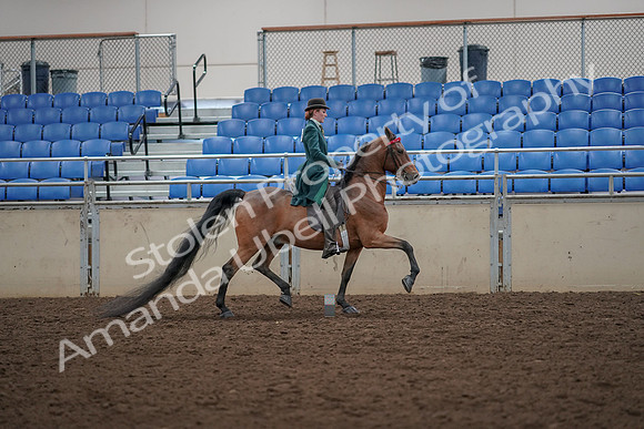2019 Morgan Horse Show - Aug 30, 2019 - 28132