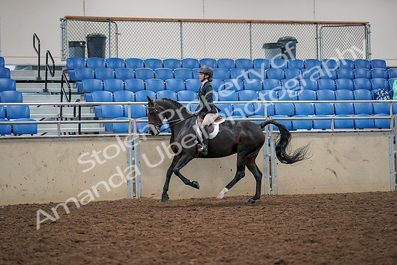 2019 Morgan Horse Show - Aug 30, 2019 - 23404