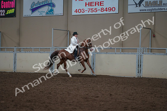 2019 Morgan Horse Show - Aug 31, 2019 - 17927
