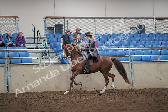 2019 Morgan Horse Show - Aug 30, 2019 - 26495