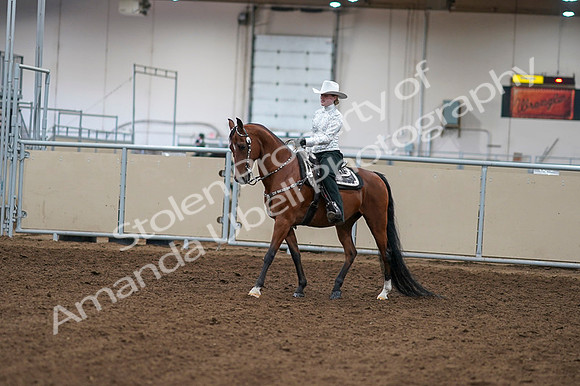 2020 - AB Morgan Horse - Fri, Sept 04 - 03464