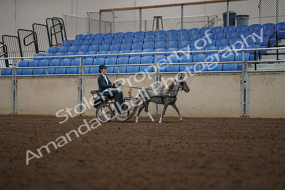 2019 Morgan Horse Show - Aug 31, 2019 - 04498