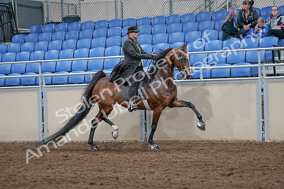 2020 - AB Morgan Horse - Fri, Sept 04 - 09808