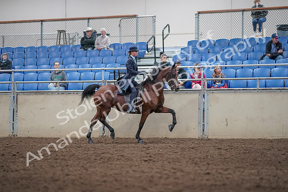 2019 Morgan Horse Show - Aug 31, 2019 - 09541