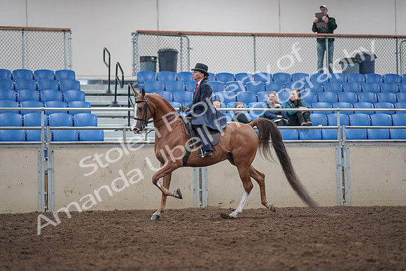 2019 Morgan Horse Show - Aug 31, 2019 - 08552