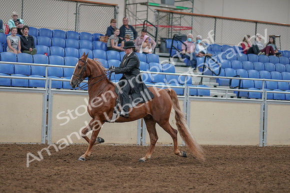 2020 - AB Morgan Horse - Fri, Sept 04 - 11254