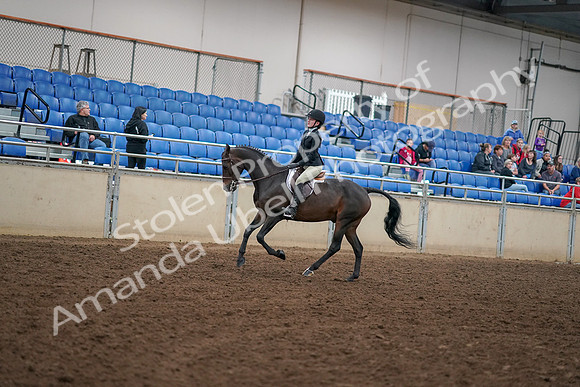 2019 Morgan Horse Show - Aug 30, 2019 - 12290