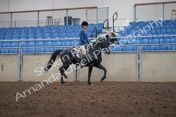 2019 Morgan Horse Show - Aug 31, 2019 - 16699