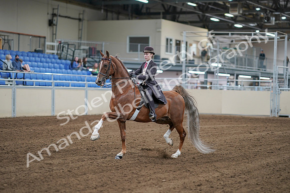 2020 - AB Morgan Horse - Sat, Sept 05 - 06154