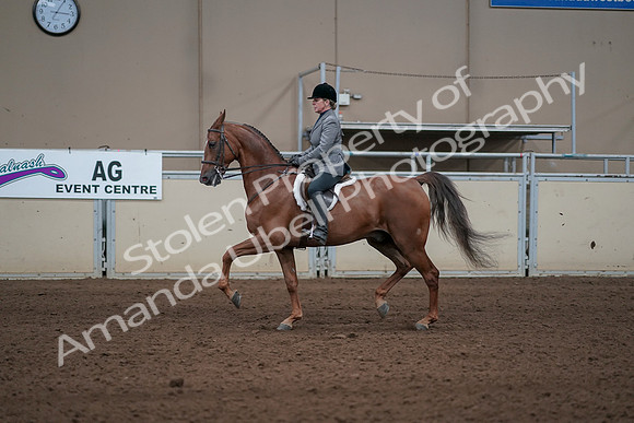 2019 Morgan Horse Show - Sept 01, 2019 - 12284