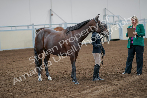 2020 - AB Morgan Horse - Fri, Sept 04 - 00801