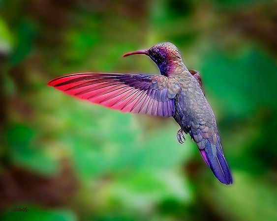Birds - 100