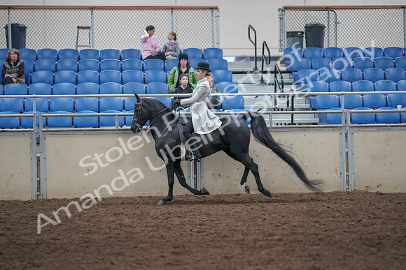 2019 Morgan Horse Show - Aug 31, 2019 - 09509