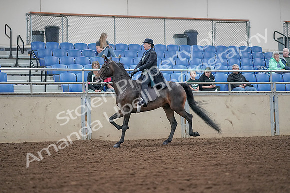 2019 Morgan Horse Show - Aug 30, 2019 - 15538