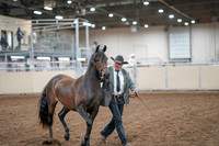 2020 - AB Morgan Horse - Fri, Sept 04 - 08562