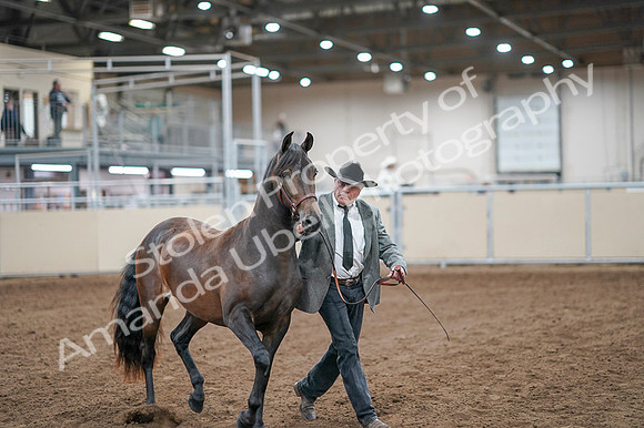 2020 - AB Morgan Horse - Fri, Sept 04 - 08562